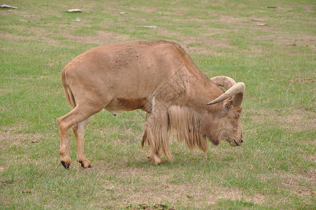 棕色山羊巴克鹿角棕色的高清图片