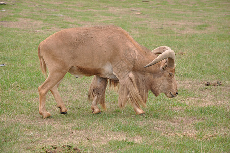 棕色山羊巴克山羊壁架胡须棕色男性野生动物喇叭哺乳动物鹿角动物内存背景