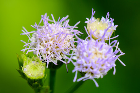 的花朵老式生长植物杂草菖蒲衬套条纹蓝色花瓣宏观紫色背景图片