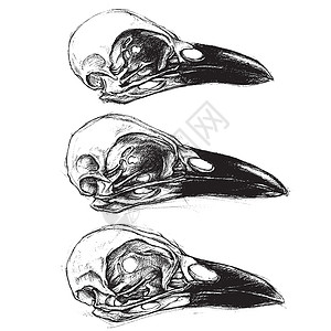 日式豚骨面乌鸦线条动物划痕线稿兽骨传统装饰头骨情绪野生动物设计图片