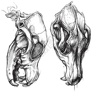 动物头骨狗渣设计图片