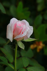 粉红玫瑰花玫瑰花瓣植物群花园背景图片