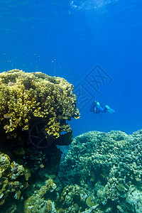 珊瑚礁与大黄色硬珊瑚和潜水员在热带海底高清图片