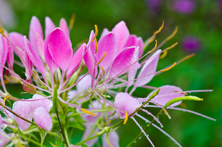 埃拉姆花园紧贴粉色的克利梅花朵 满满了露水滴豆荚种子植物花序植物群种植蜘蛛花栽培雨滴花园背景
