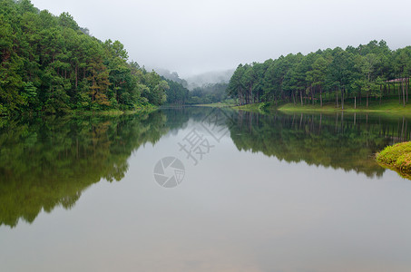 湖泊和松林黎明时自然景观旅游公园场景自然荒野阴霾反射树木死水旅行背景图片