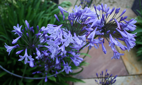 美丽的蓝花花生植物花朵植物群园艺花园蓝色背景图片