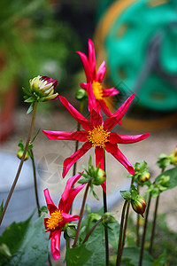 美丽的红色花朵达丽娅honka高清图片