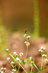 正在休息的红同峰植物群动物群蜻蜓荒野翅膀叶子三位一体公园眼睛背景图片