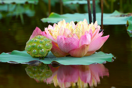 美丽的莲花池塘花瓣传统墙纸娱乐植物叶子荷花公园水池背景图片