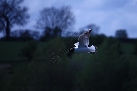 正在飞行的海鸥动物航班翅膀背景图片