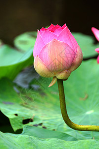 粉色美丽的莲花 佛教的宗教象征水池环境池塘荷花植物味道公园传统花园叶子背景图片