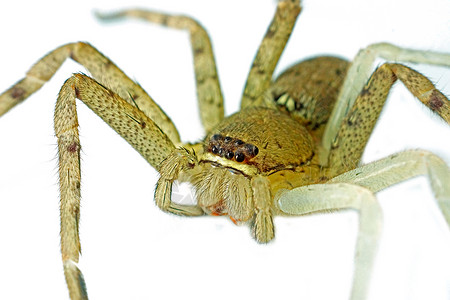 白底海室内蜘蛛昆虫织工网络流浪汉生物学宏观决斗头发捕食者毒液背景图片