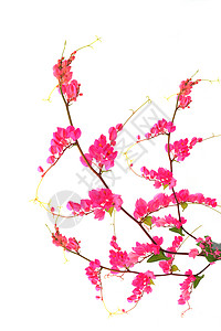 白色背景的粉红花 墨西哥克里珀墙纸温泉花瓣紫色花园植物学芳香环境植物叶子背景图片