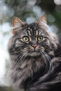可爱的长长长长长头发棕褐色黑小猫咪长长白色背景胡须棕色小猫头发晶须森林虎斑猫咪背景图片