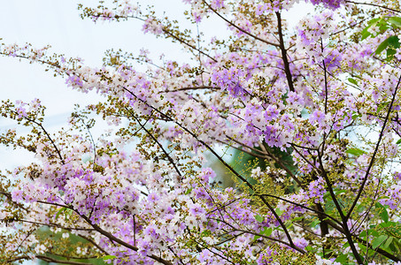 热性惊厥拉格特罗热性大肠病或萨拉奥花利色雷斯植物紫色公园花瓣花束热带叶子生长植物群笨蛋背景