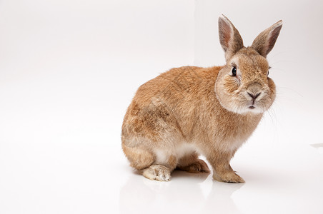 兔子兔宠物动物耳朵野兔哺乳动物毛皮白色背景图片