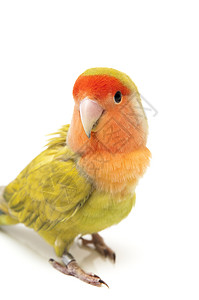 爱鸟颜色异国羽毛绿色动物宠物热带爱情栖息脊椎动物情调背景图片