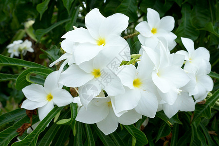 黑色克的热带白花分块frangipani异国花束温泉香水卡片鸡蛋花情调风格叶子植物背景图片