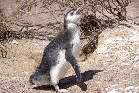 巴塔哥尼亚的磁力企鹅殖民地半岛野生动物动物荒野灌木衬套背景