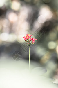 花绿色动物昆虫蝴蝶背景图片