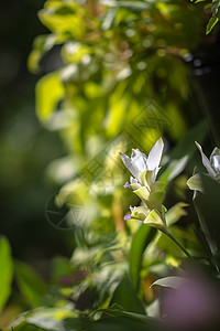 花绿色蝴蝶昆虫动物背景图片