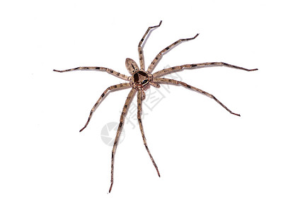 白底海室内蜘蛛毒液宏观生物学漏斗房子流浪汉谷仓怪物头发尖叫背景图片