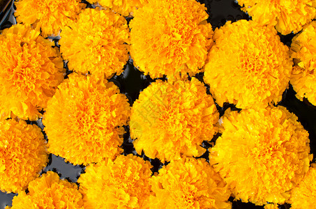 塔吉特人勃立L或Marigold美花植物学宏观植物群橙子万寿菊花瓣花园场地植物美丽背景图片