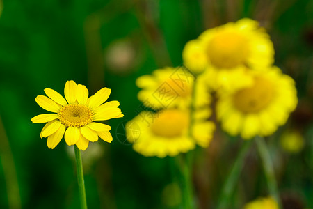 野黄花团国家荒野花粉场地绿色植物花朵季节乡村花园背景图片