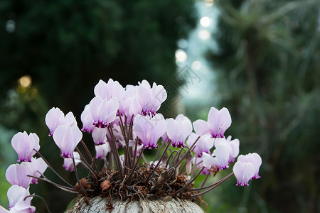 粉色紫色烟花烟花园艺生长叶子紫色仙客花朵花园雌蕊绿色植物背景