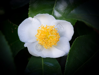 白骆驼闭合茶花绿色白色植物学雌蕊树叶自然花瓣园艺花园背景