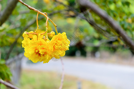 火炬树花的盛开高清图片