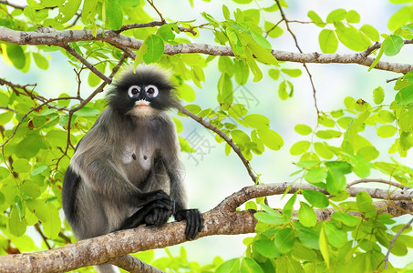 柳叶猴子或树上的长尾白荒野动物绿色哺乳动物眼镜公园生活森林古猿暗纹背景图片