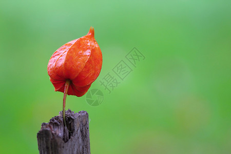 林中秋花叶子框架植物群植物花束桌子古董橙子国家季节背景图片