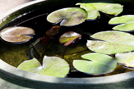 池塘中的莲花植物公园叶子百合背景图片