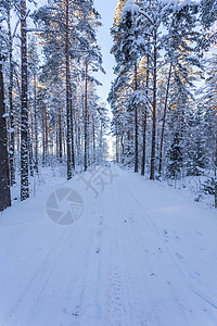 冬季森林 道路铺满了雪雪木头花园天气季节新年美丽荒野横线雪花天空背景图片