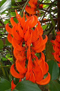 新几内亚克里佩尔的橙色花 红玉葡萄种子藤蔓爬行者植物群植物花园登山者园艺花瓣植物学背景图片