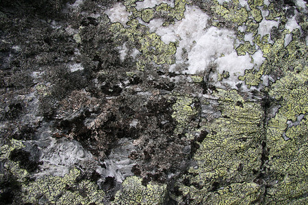 自然岩石植物石头背景图片