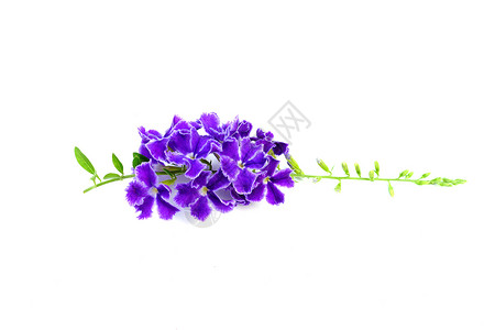 的 Duranta 立体紫色情调植物学花园生长植物明信片笔记宏观植物群花瓣背景图片