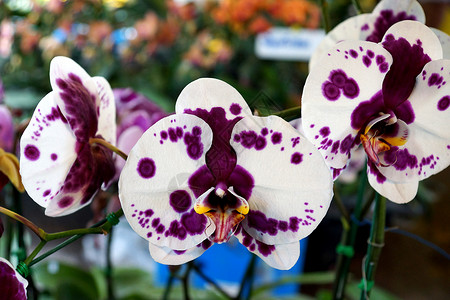 紫兰兰花贴近花瓣兰花花园植物花坛橙子植物学环境花束装饰背景图片