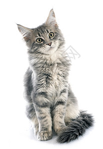 小猫工作室宠物棕色灰色动物背景图片