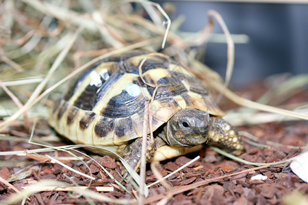 赫尔曼的乌龟宠物爬虫棕色背甲陆龟背景图片