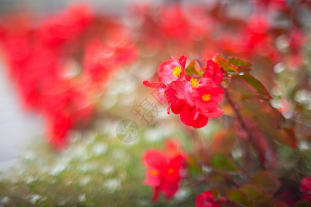 红花花背景花朵植物学植被背景图片