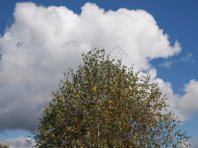 天空上树木蓝色绿色叶子公园树叶墙纸背景图片