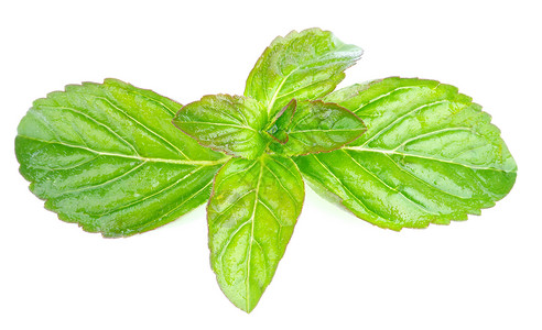 柠檬光香料香味纹理叶子菜园草药白色传单植物植物学背景图片