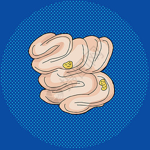 小型内地食物科学卡通片横截面胆量小肠解剖学插图剪贴画器官手绘背景图片