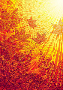 阳光摄影秋叶设计图案壁纸枫树橙子叶子季节阳光植物视觉插画