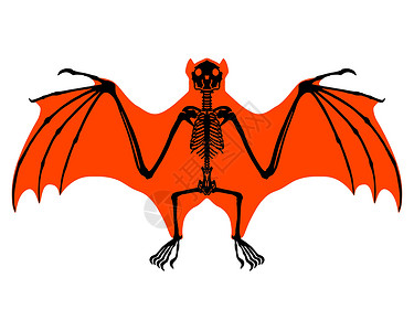 蝙蝠骨架橙子翅膀骨骼肋骨动物白色骨头解剖学插图哺乳动物背景图片