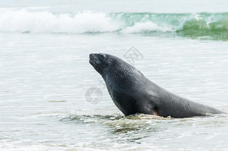 胡克海狮海狗卡特林斯高清图片