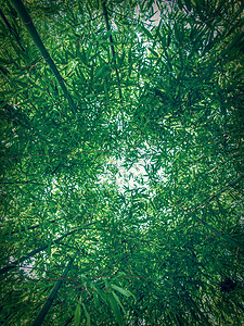 竹竹植物竹子单子森林植物群背景图片