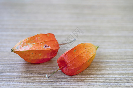 林中秋花橙子季节植物群国家向日葵框架叶子桌子古董花束背景图片